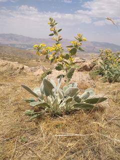 گیاه گوش بره زرد